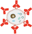 standard-polyclonal