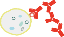 Custom Standard Monoclonal Antibody