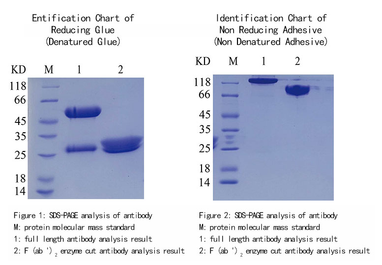 enzyme digestion and purification of immunogen preparation-f (AB ′)2