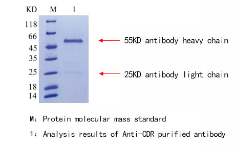 purity identification of anti idiotypic antibody