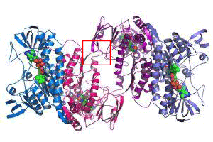 antibody-affinity