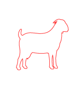 boer goat