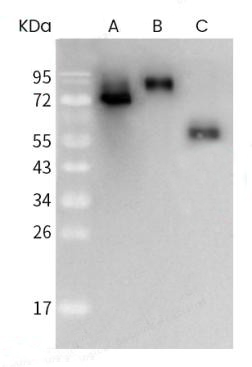 antibody case