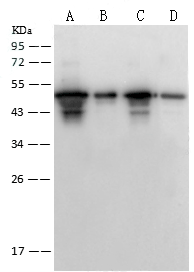 antibody case