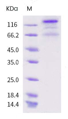 protein case