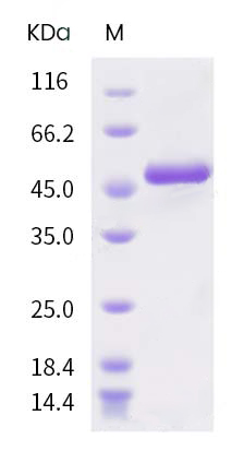 protein case