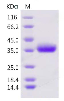 protein case