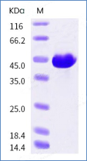 protein case