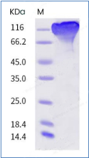 protein case