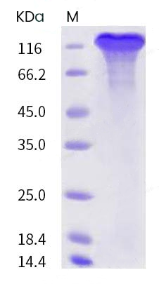 protein case