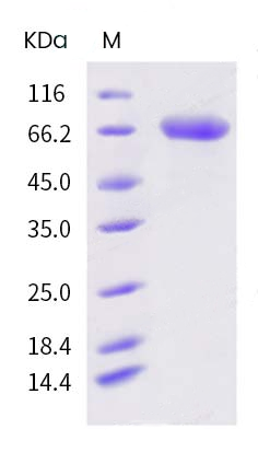 protein case