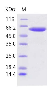 protein case