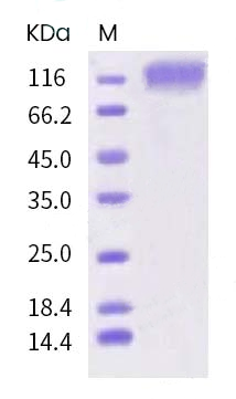 protein case