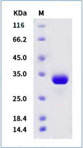 protein case