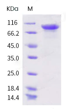 protein case