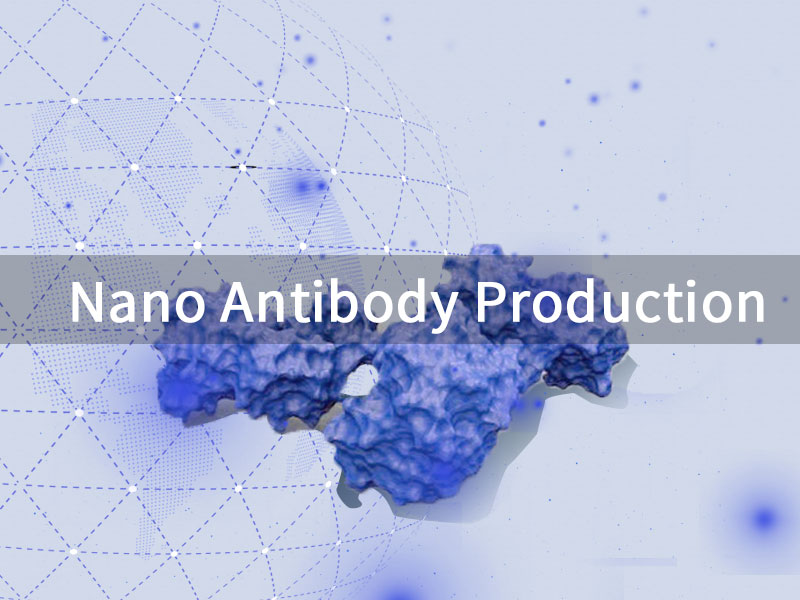 nano antibody