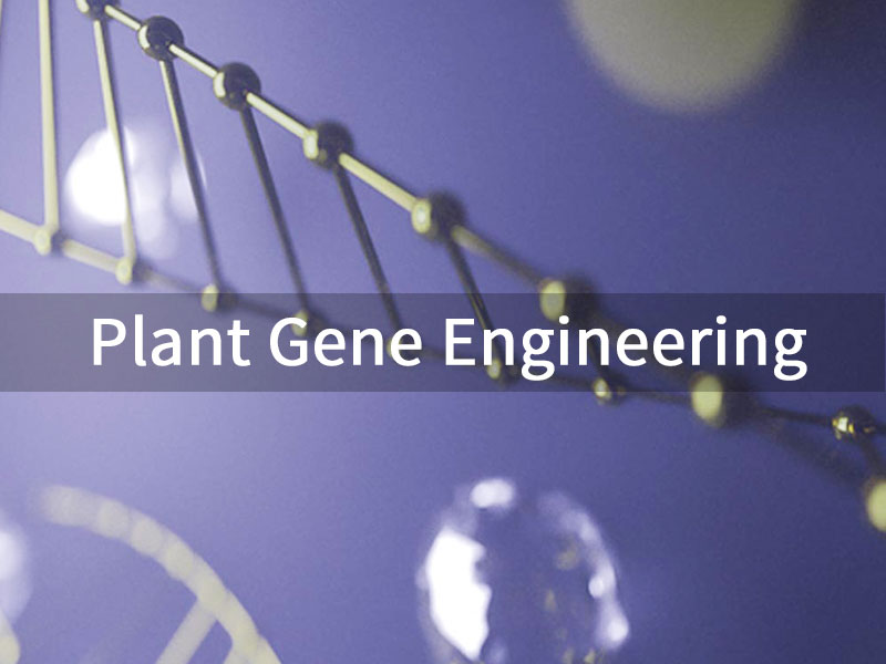 plant gene