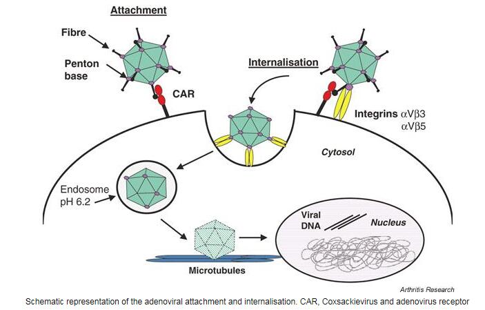 adenovirus