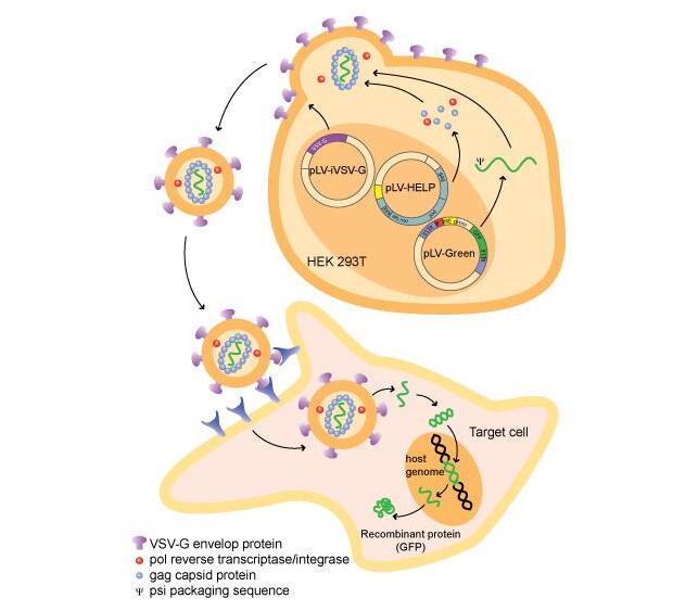 lentivirus