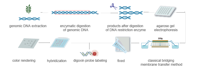 plant telomere process