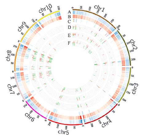 whole genome