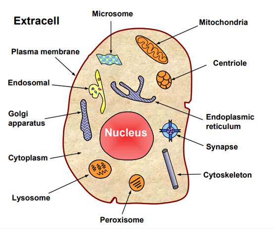 subcell