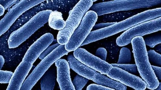 e.coli