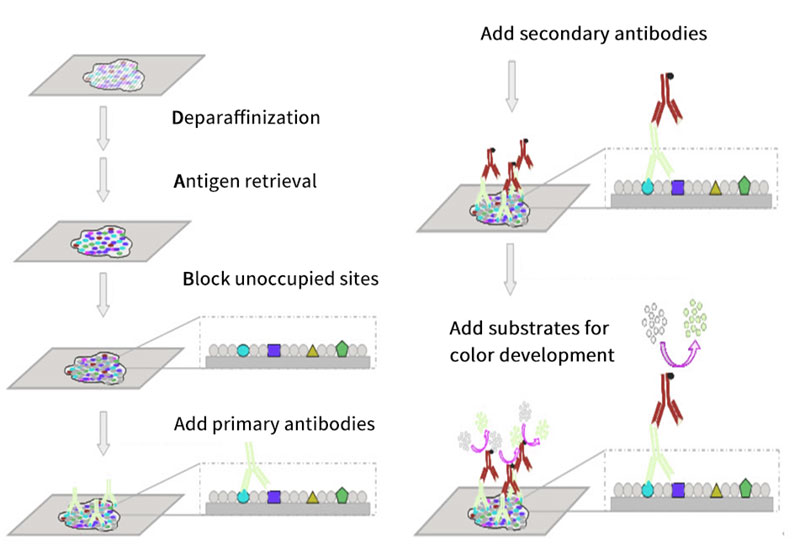 immunohistochemistry-process