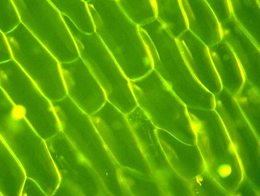 subcellular localization in plants